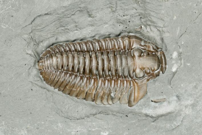 Bargain, Flexicalymene Trilobite - Mt Orab, Ohio #199530